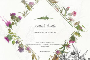 Hand Painted Sketched Thistle Clip Art & Illustrations