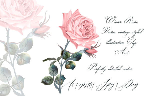Rose High Detailed Vector Illustration Review