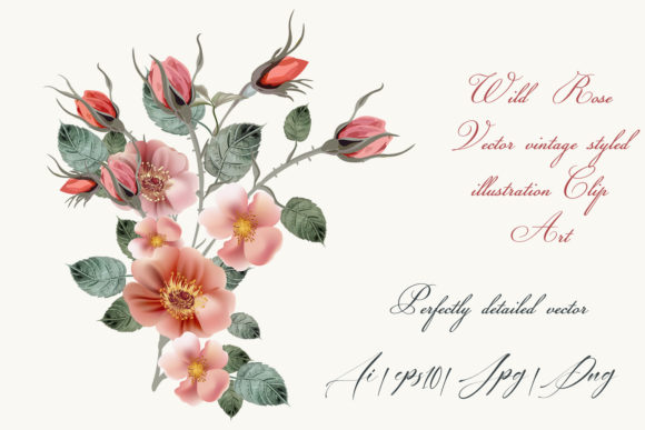 Rose Hip Vector High Detailed Clip Art Review