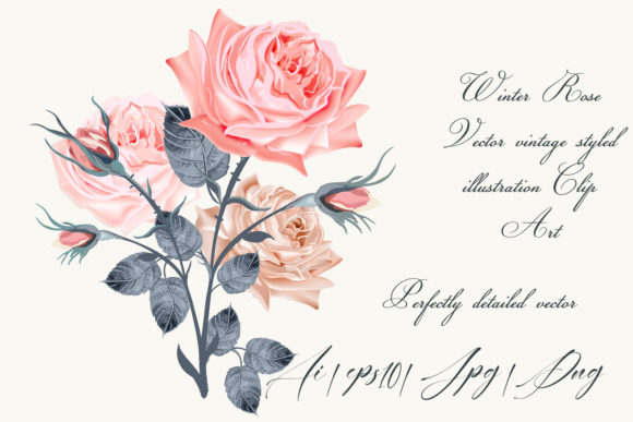 Vintage Vector Rose Illustrations for Branding